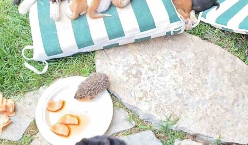 Kedi ve kirpilerin 'süt kardeşliği'