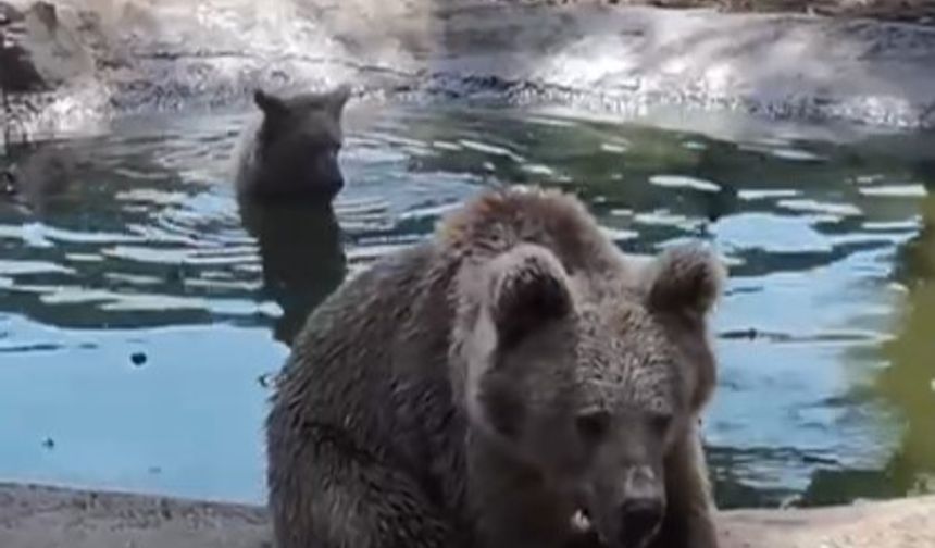 Kış uykusundan önce son banyo