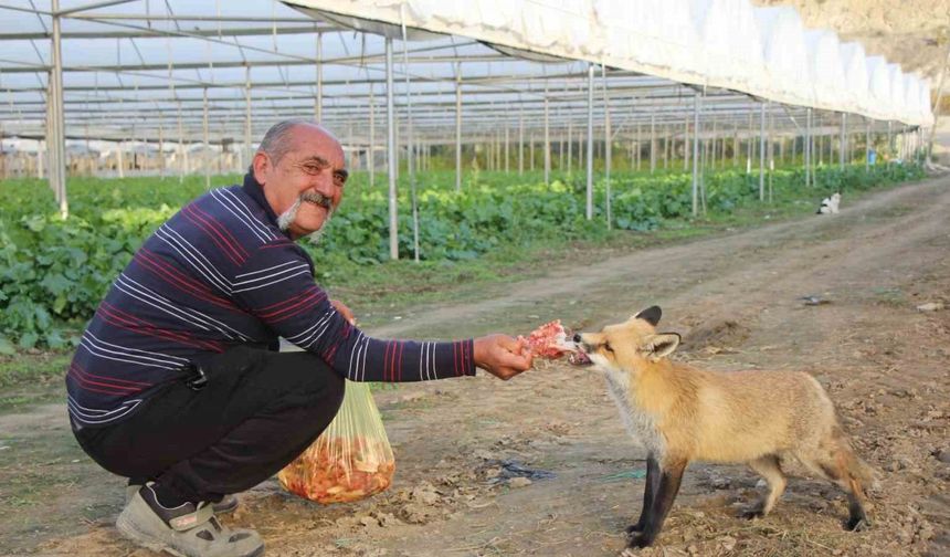 Küs olan kardeşlerin tilki rekabeti