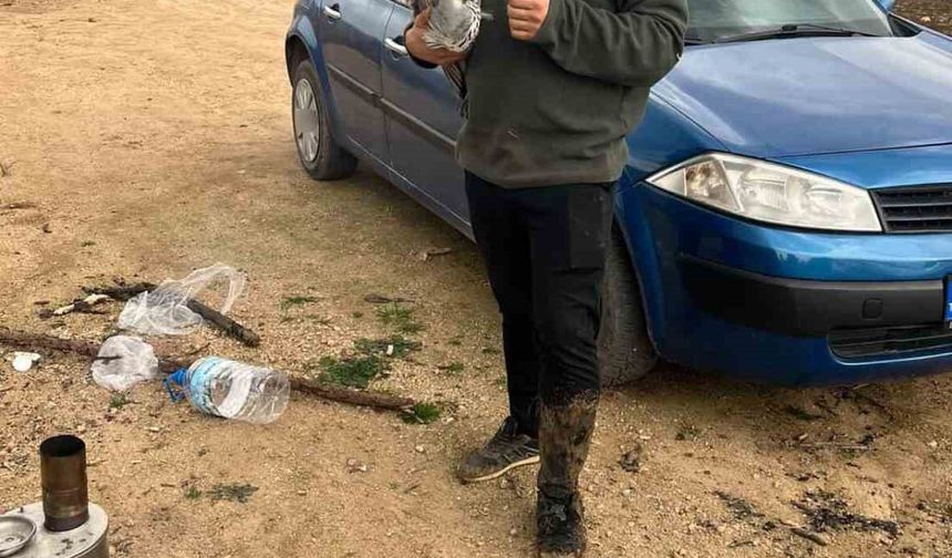 Mahsur kalan mavi balıkçıl kuşunu gençler kurtardı