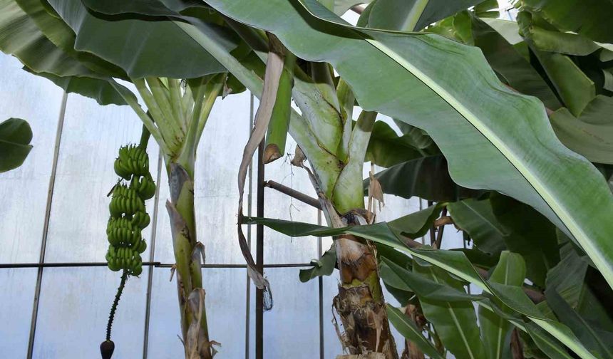 İlginç hırsızlık: Hırsızlar muz ve avokado hasadı yaptı