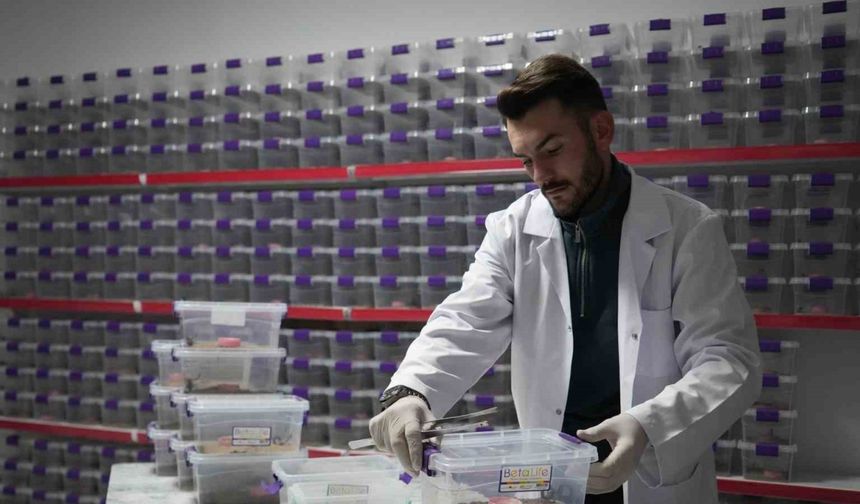 Niğde’den dünyaya ’akrep zehri’ ihracatı