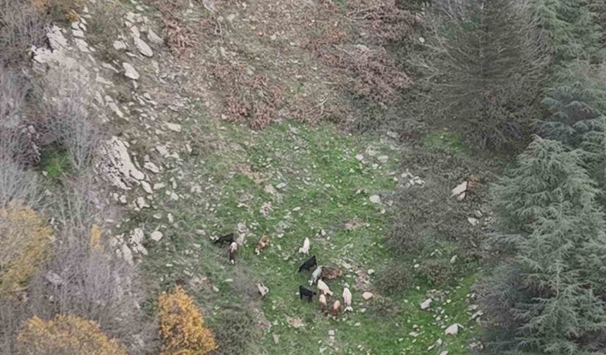 Osmaniye'de kaybolan 15 koyun dron ile bulundu