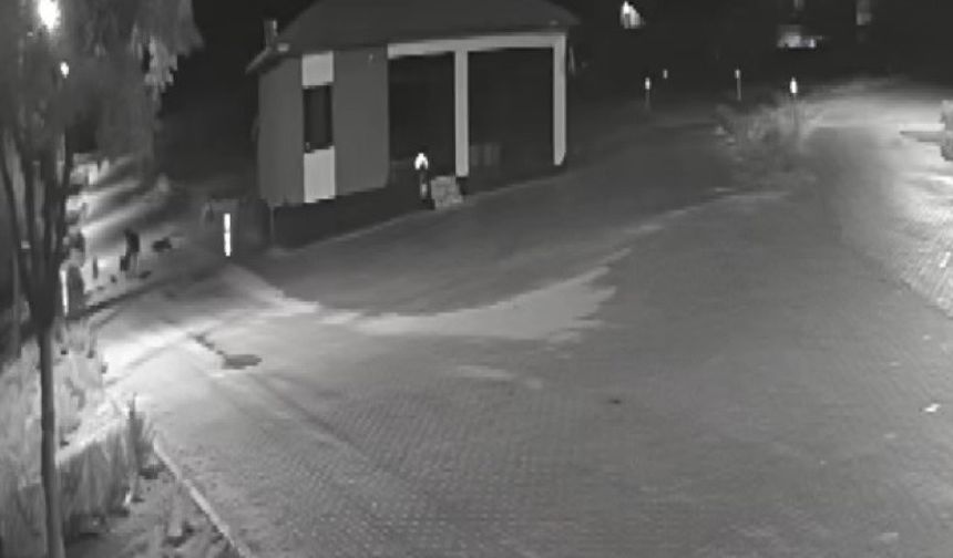 Aç kalan kurtlar mahalleye inerek eşeğe saldırdı