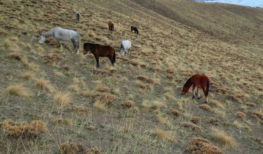 Başıboş bırakılan at ve eşekler  trafiği  tehdit ediyor