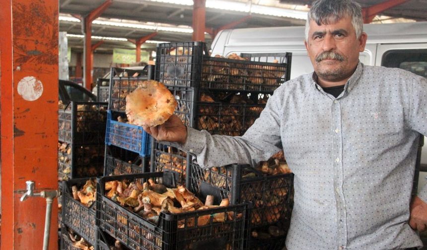 Kanlıca mantarı köylünün gelir kapısı oldu