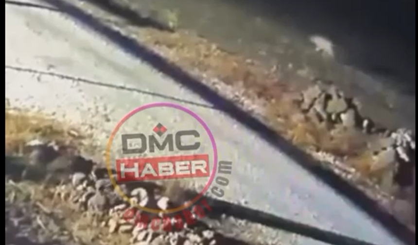 Hasaköy’de kurt sürüsü görüntülendi