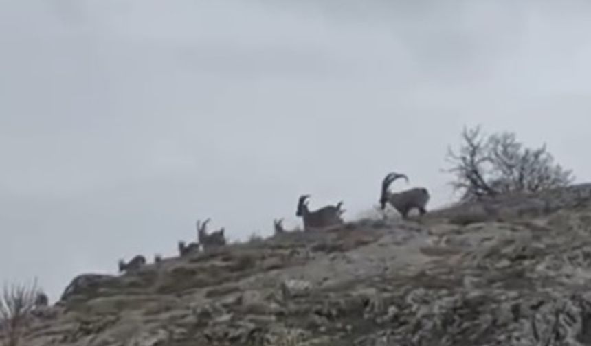 Yaban keçileri sürü halinde görüntülendi