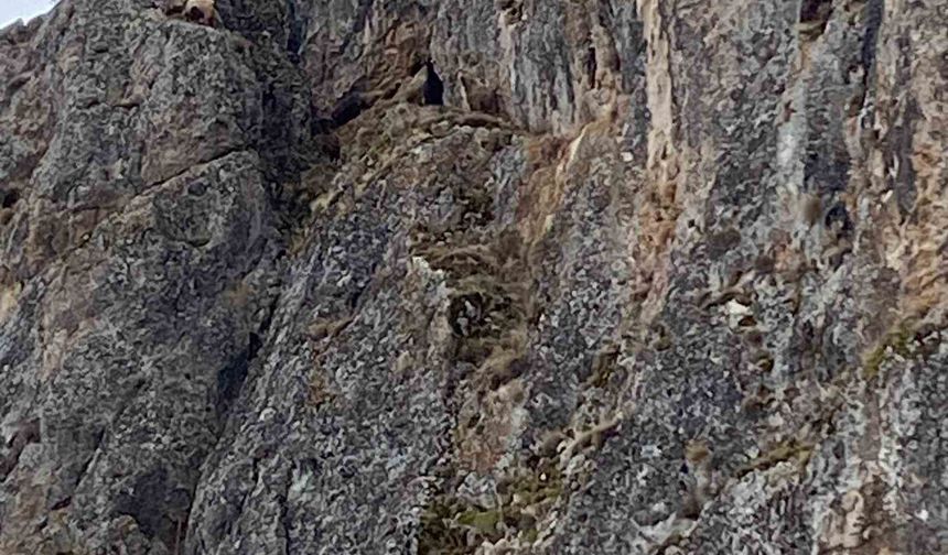 Mahsur kalan keçiler için JAK ve AFAD seferber oldu