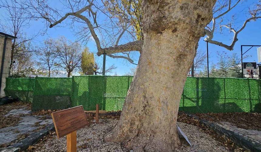 3 asırlık çınarı yıllara meydan okuyor