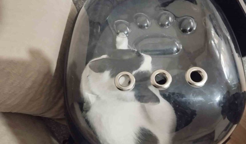 Havalandırma boşluğuna düşen kediyi itfaiye kurtardı