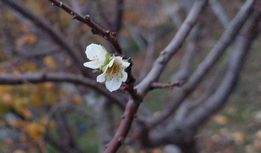 İnatçı erik soğukta çiçek açtı