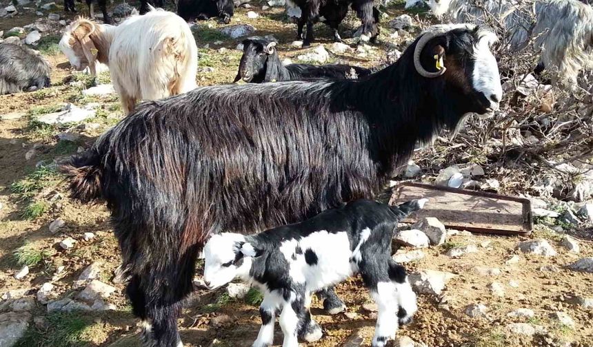 Keçiyi meraya, çobanı yaylaya döndürecek 13 öneri