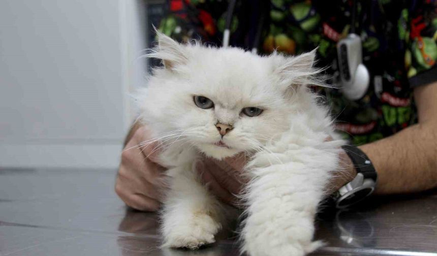 Kedide dünyada görülmemiş anomali