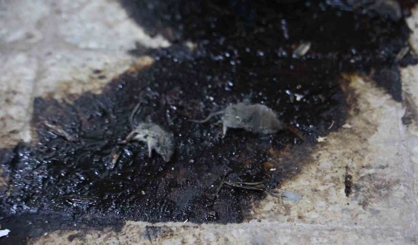 Hijyen şartlarına aykırı üretim yapan işletmeye 105 bin TL ceza