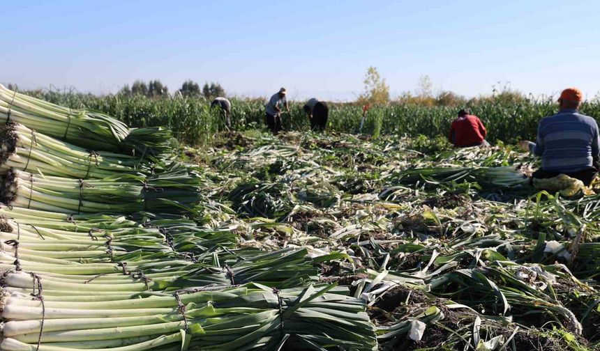 Pırasa hasadı başladı: 20-22 TL'den alıcı buluyor