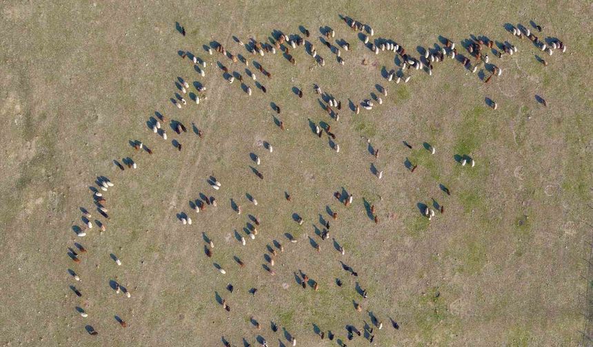 Kar yağmayınca yem giderleri azaldı