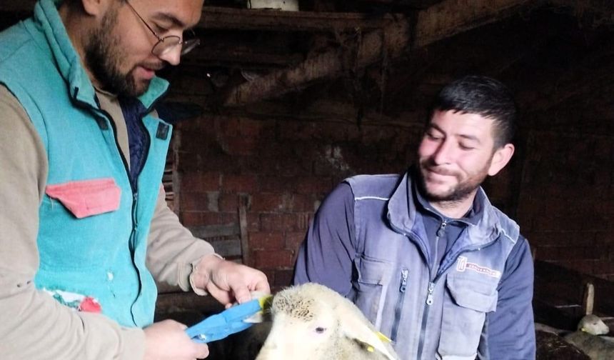 Küçükbaş hayvanların küpeleri takıldı