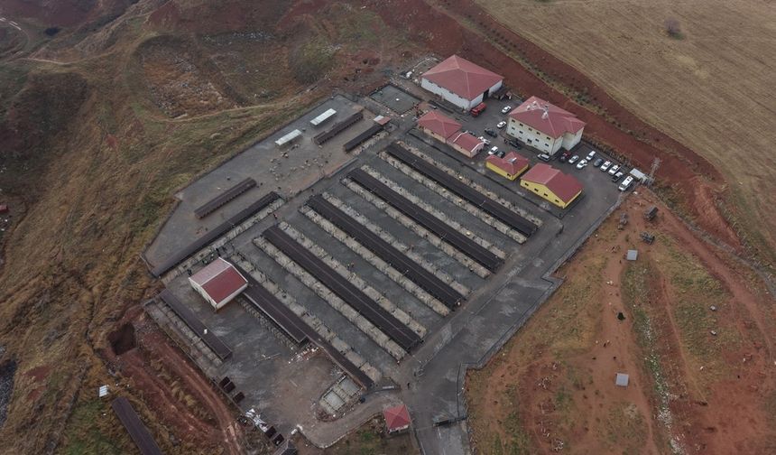 Sokak hayvanları için kapsamlı dönüşüm başladı