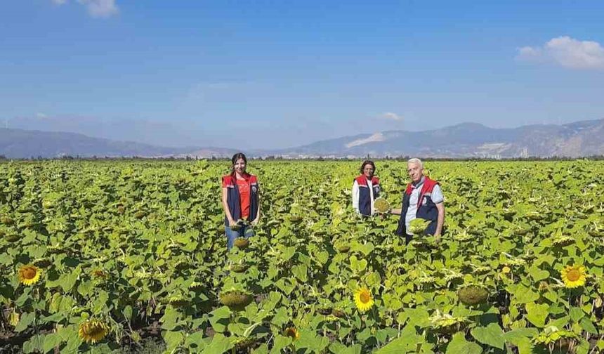 10 bin dekarlık alana ayçiçeği tohumu dağıtılacak