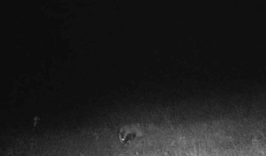 Porsuk ve kaya sansarı görüntülendi