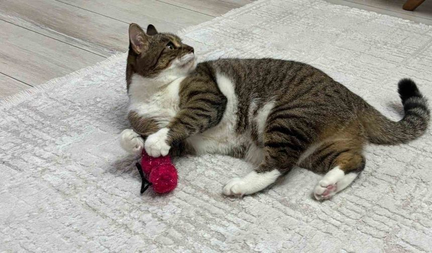 Uzmandan evcil hayvanlarda aşı uyarısı