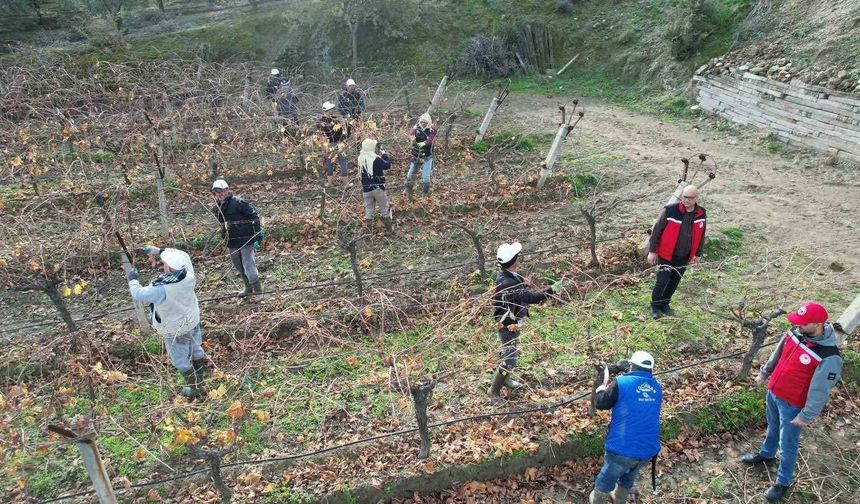 Üzüm bağlarında doğru budama için yerinde eğitim