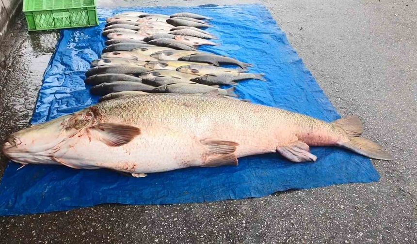 52 kilogram ağırlığında turna yakalandı