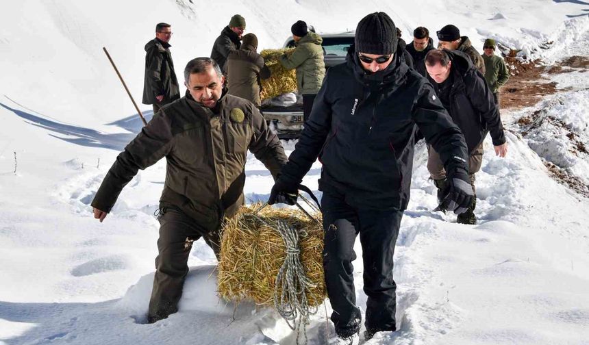 Aç kalan yaban hayvanları için seferberlik