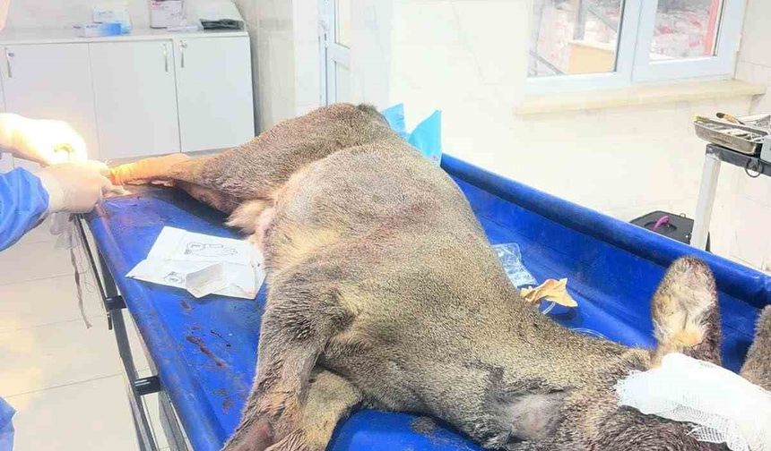 Aracın çarptığı karaca ameliyat edildi