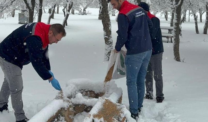 Yaban hayvanları ve kuşlar için doğaya yem bırakıldı