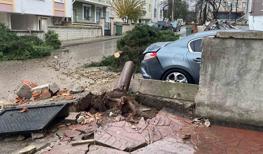 Şiddetli rüzgar 12 metrelik ağacı devirdi