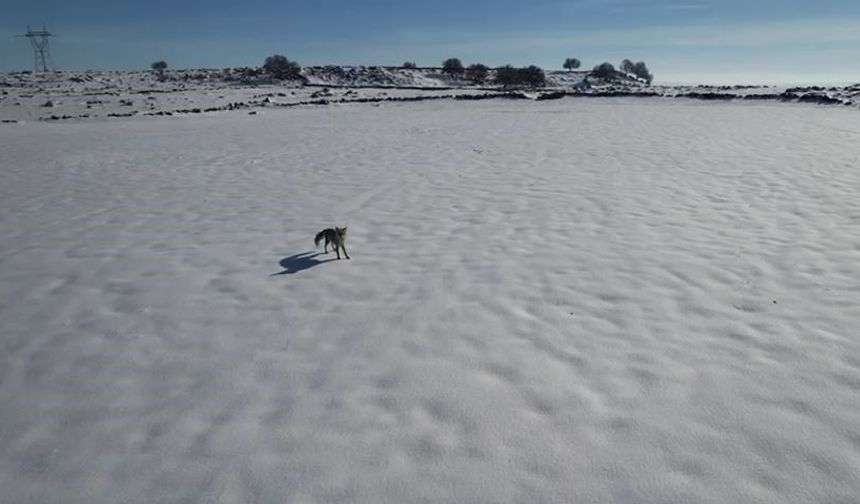 Tilki ile dronun eğlenceli mücadelesi kameraya yansıdı