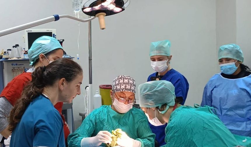 Veteriner Fakültesinde 3 bin hayvana şifa