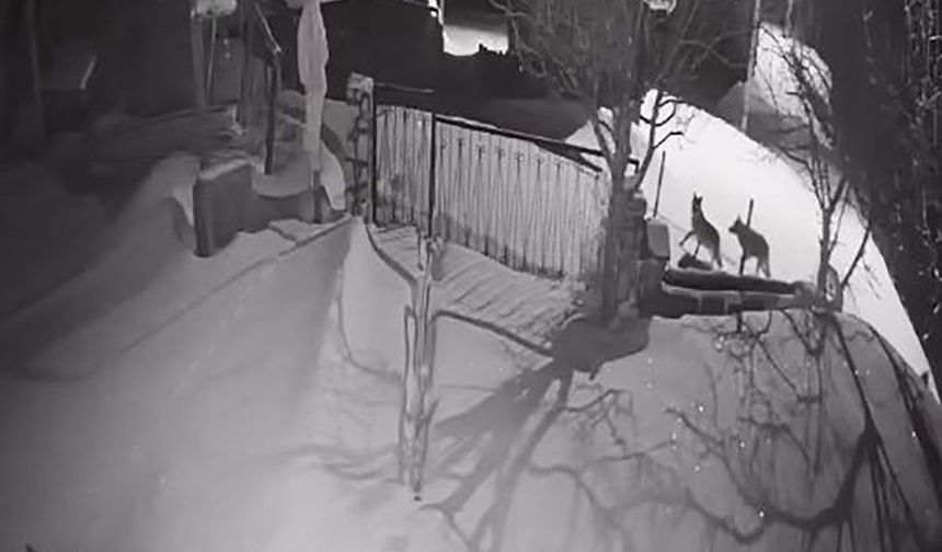 Aç kalan kurt sürüsü yerleşim alanına indi