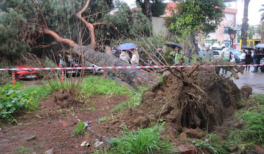 Dev çam ağacı park halindeki araçların üzerine devrildi
