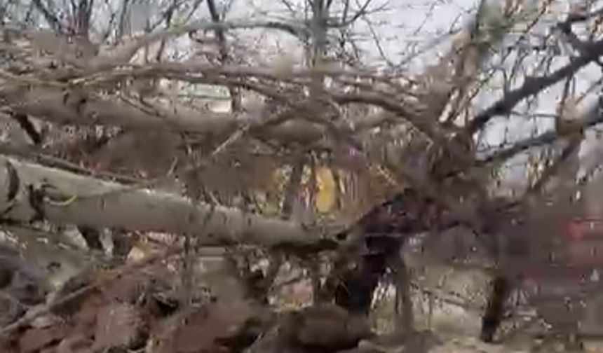 Azatlı'da şiddetli rüzgâr kavak ağacını devirdi, kablolar koptu