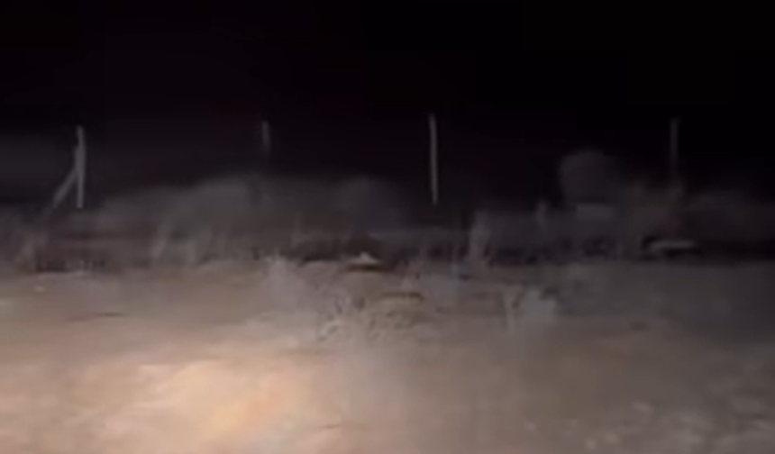 Çamardı’da domuz sürüsü görüntülendi