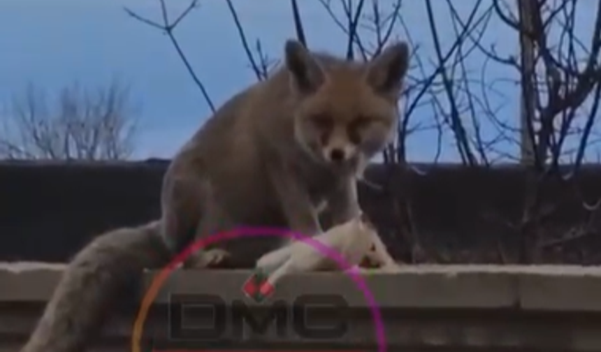 Kemerhisar’da tilki kümese girdi: 35 tavuk telef oldu