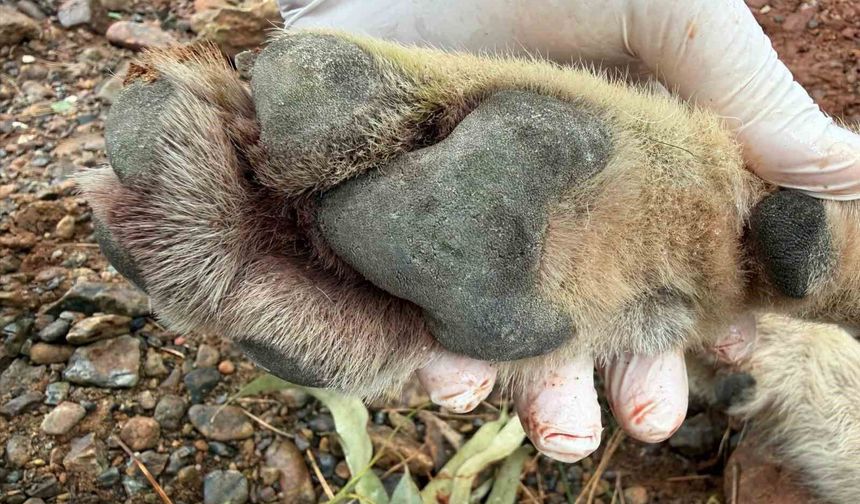 Aracın çarptığı kurt bilim projesine ışık tutacak