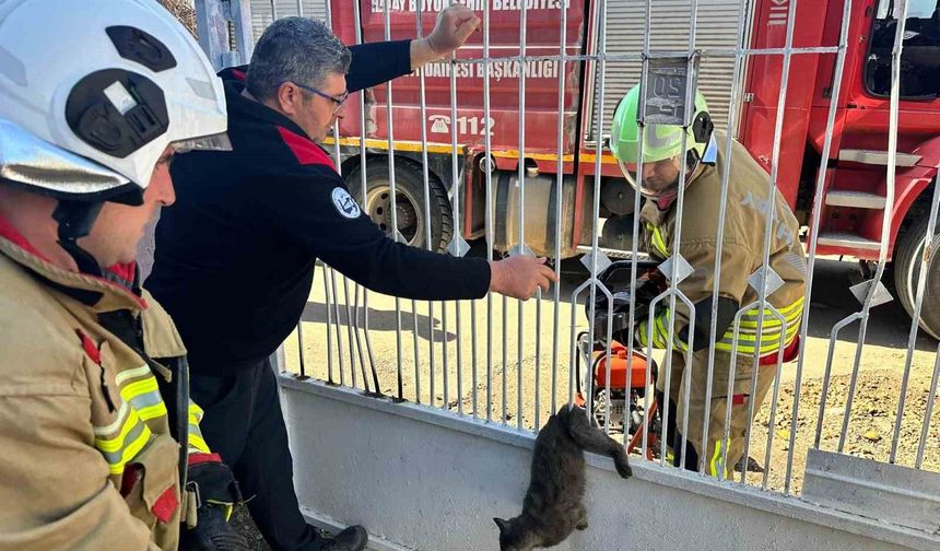 Kapı korkuluğuna sıkışan kediyi itfaiye kurtardı