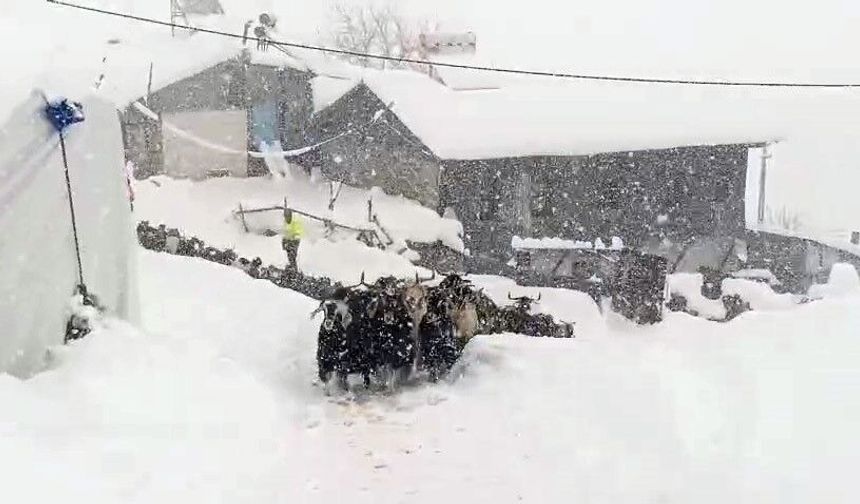 Keçilerin inadı yarım metreyi bulan kara yenilmedi