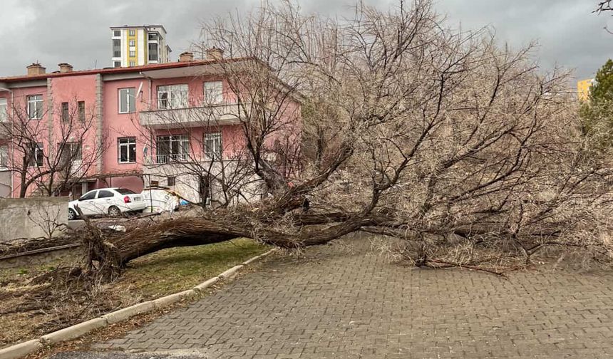 Niğde’de fırtına parkta ağacı devirdi