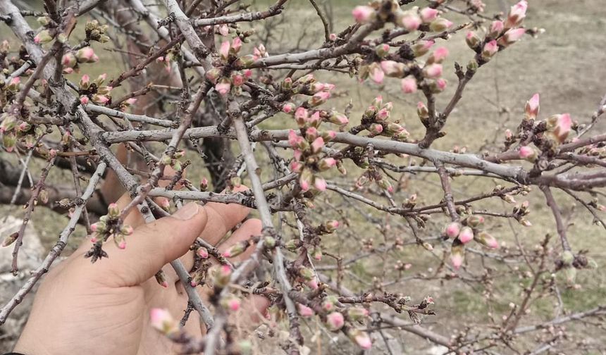 Niğde’de yalancı bahar erken çiçek açtırdı