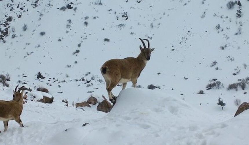 Demirkazık'ta yaban hayatı için yemleme çalışmaları sürüyor
