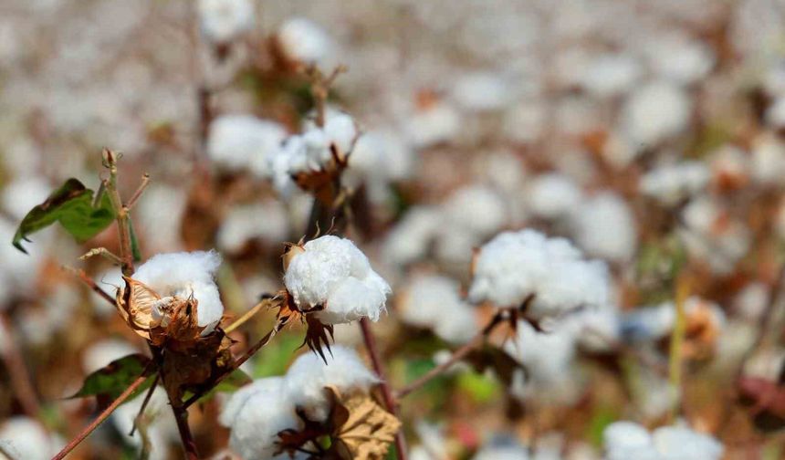 Pamukta 'pembekurt' zararlısına karşı uyarı