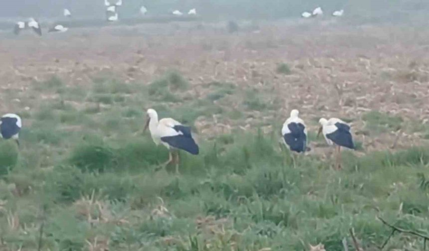 Baharın müjdecisi leylekler: Yüzlercesi aynı anda konakladı