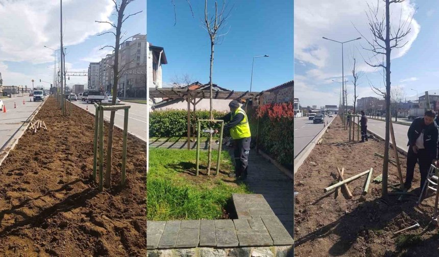 700 yıllık mirası 700 çınarla kök salıyor