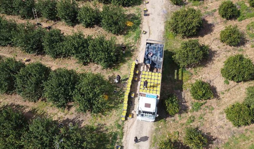 Dikenli limon üreticinin yüzünü güldürdü