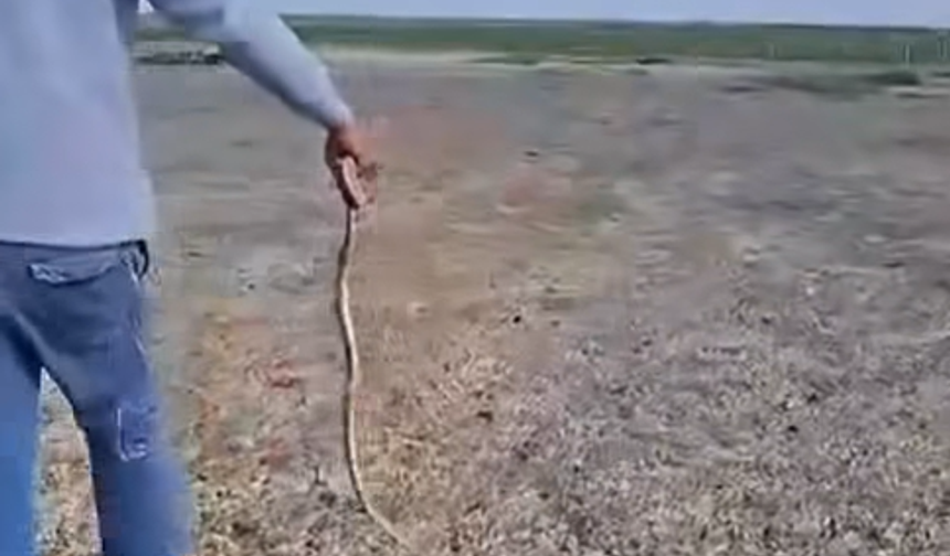 Niğde'de havaların ısınmasıyla yılanlar ortaya çıktı